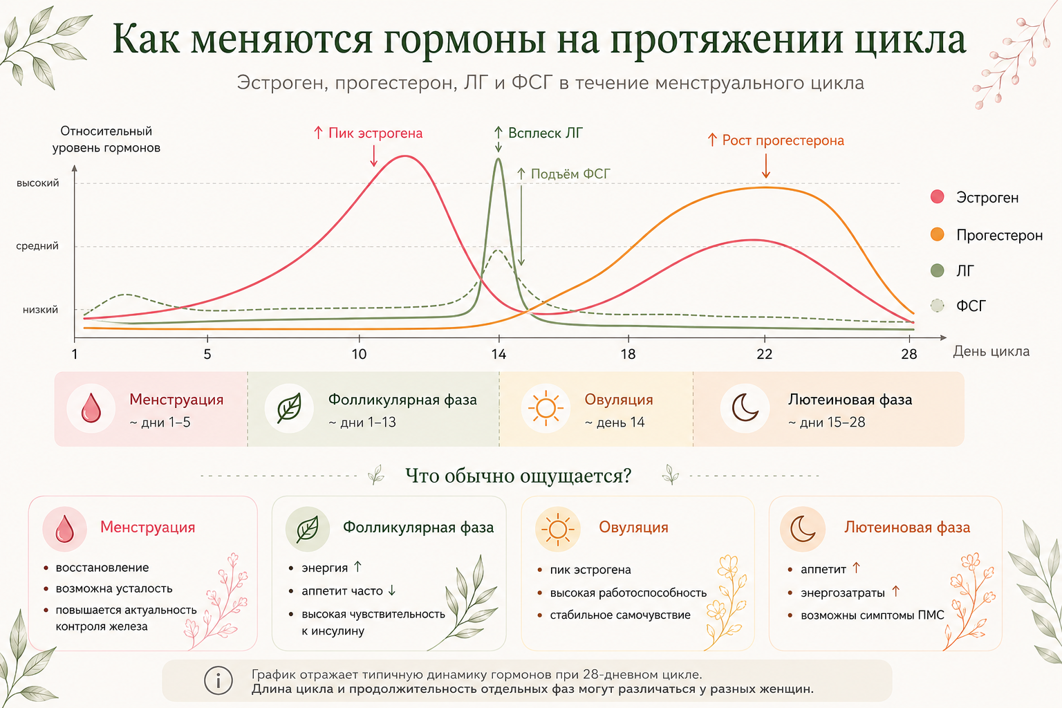 Питание по фазам цикла: что есть в каждую фазу, чтобы поддержать гормоны и самочувствие